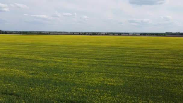 在阳光明媚的夏日飞越黄色的菜地 农业景观 黄田上空的蓝天 — 图库视频影像