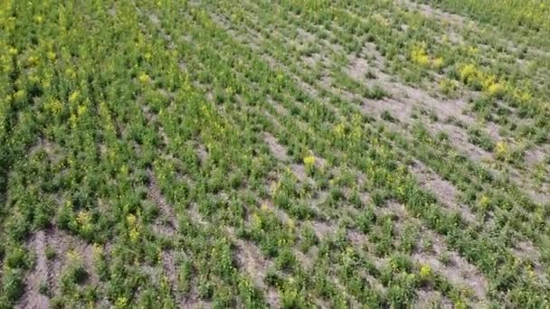 Campo Colza Amarillo Vista Superior Planta Colza Con Flores Cuadro — Vídeos de Stock