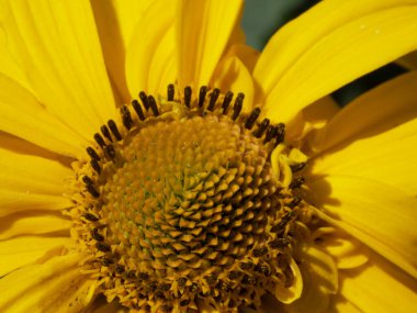 Çiçeğin sarı merkezi, yakın plan. Arnica çiçeği tomurcuğu.