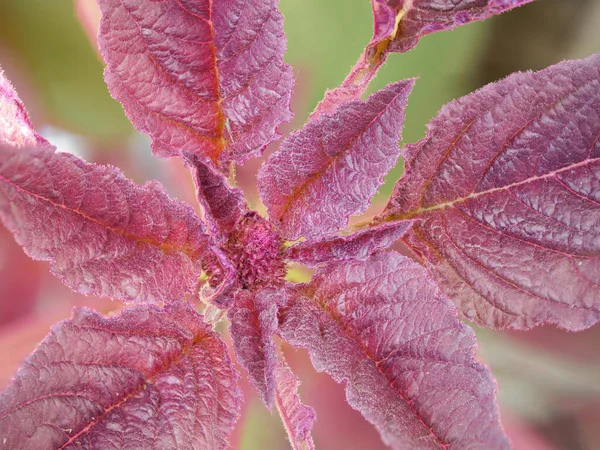 Amarant Plant Close Een Plant Met Karmozijnrode Bladeren — Stockfoto