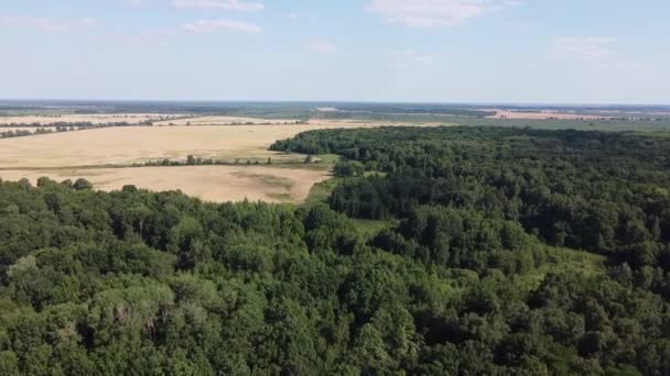 Vuelo Sobre Verde Bosque Caducifolio Día Soleado Verano Paisaje Terreno — Vídeos de Stock