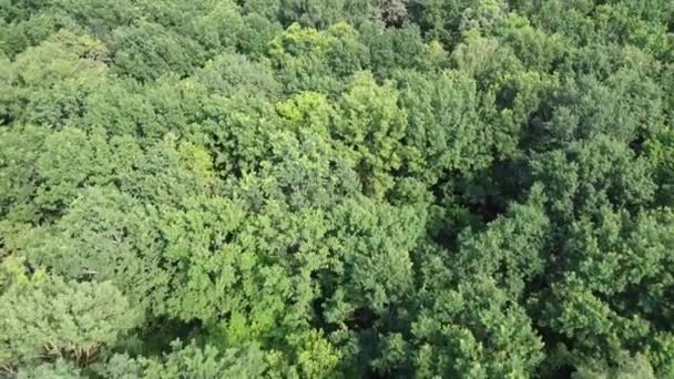 木の上を飛ぶ 落葉樹林の空中風景 — ストック動画