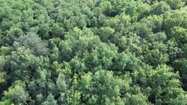 Vuela Sobre Las Copas Los Árboles Vista Aérea Del Bosque — Vídeo de stock