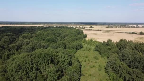 Survolez Forêt Caduque Verte Par Une Journée Été Ensoleillée Paysage — Video