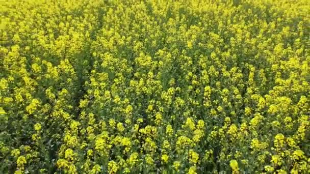 Kuning Rapeseed Field Pandangan Atas Tanaman Benih Pemeras Berbunga Bingkai — Stok Video