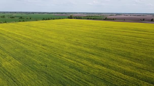 Überfliegen Gelber Rapsfelder Einem Sonnigen Sommertag Agrarlandschaft Blauer Himmel Über — Stockvideo