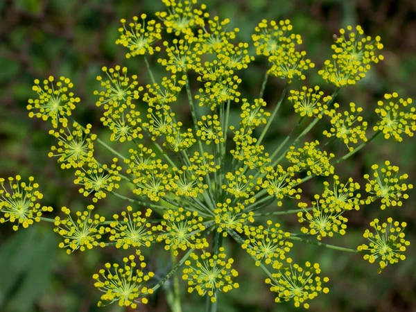 Eneldo Anethum Graveolens Una Hierba Anual Familia Apiaceae Única Especie — Foto de Stock