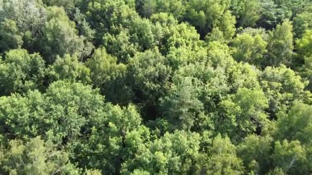 Fly Treetops Deciduous Forest Aerial View Nature — Stock Video