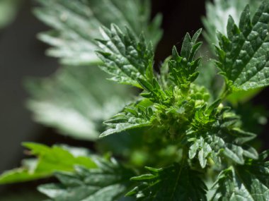 Urtica dioica, ısırgan otu, ısırgan otu, ısırgan otu ya da sadece bir ısırgan otu ya da iğnesi olarak da bilinir, Urticaceae familyasından bir bitki türü. Isırgan otu, yakın plan..