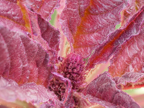 Amarant Plant Close Een Plant Met Karmozijnrode Bladeren — Stockfoto