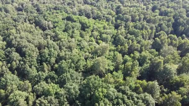Vuela Sobre Las Copas Los Árboles Vista Aérea Del Bosque — Vídeo de stock