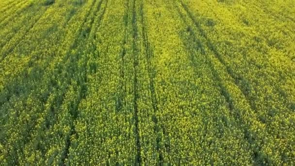 Kuning Rapeseed Field Pandangan Atas Tanaman Benih Pemeras Berbunga Bingkai — Stok Video
