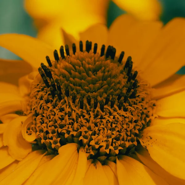 Centre Jaune Une Fleur Gros Plan Bourgeon Fleur Arnica — Photo