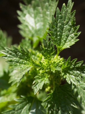 Urtica dioica, ısırgan otu, ısırgan otu, ısırgan otu ya da sadece bir ısırgan otu ya da iğnesi olarak da bilinir, Urticaceae familyasından bir bitki türü. Isırgan otu, yakın plan..