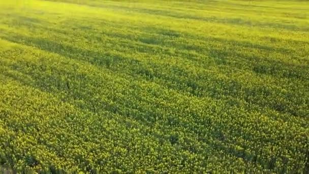 Kuning Rapeseed Field Pandangan Atas Tanaman Benih Pemeras Berbunga Bingkai — Stok Video