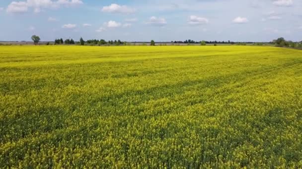 Létání Přes Žlutá Řepková Pole Slunečného Letního Dne Zemědělská Krajina — Stock video