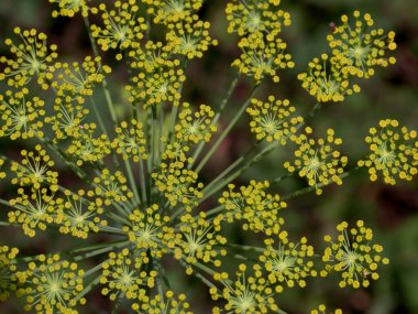 Dill (Anethum Graveolens), Apiaceae familyasından bir bitki türü. Anethum cinsindeki tek türdür. Dill çiçekleri, yakın plan..
