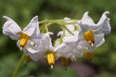 Patates çiçekleri, yakın plan. Beyaz patates çiçeklerinin enfeksiyonu.