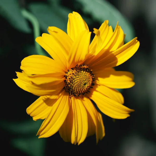 Una Sola Flor Árnica Montaña Cerca Arnica También Conocido Por — Foto de Stock