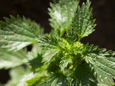 Urtica dioica, ısırgan otu, ısırgan otu, ısırgan otu ya da sadece bir ısırgan otu ya da iğnesi olarak da bilinir, Urticaceae familyasından bir bitki türü. Isırgan otu, yakın plan..