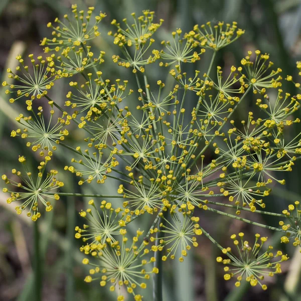 Dill Anethum Graveolens Apiaceae Familyasından Bir Bitki Türü Anethum Cinsindeki — Stok fotoğraf