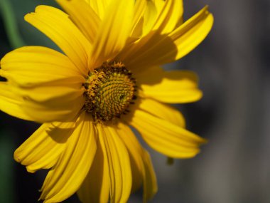 Arnica Montana, kurt felaketi, leopar felaketi, dağ tütünü ve dağ arnikası olarak da bilinir. Arnica Montana ağrı kesici ve iltihap önleyici amaçlar için bitkisel bir ilaç olarak kullanılır. Yakın plan..