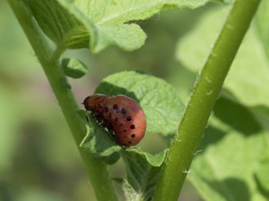 Patates sapında Colorado patates böceği larvası. Böcek ilacı, yakın plan..