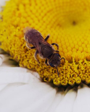 Papatya çiçeği tomurcuğundaki küçük arı, yakın plan..