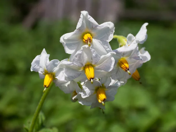 Kwiaty Ziemniaka Zbliżenie Kwiatostan Białych Kwiatów Ziemniaka — Zdjęcie stockowe