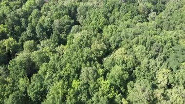 Ağaçların üzerinden uçun. Yaprak döken orman hava manzarası, doğa..