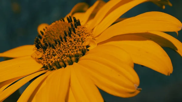 Arnica Montana También Conocida Como Perdición Del Lobo Perdición Del — Foto de Stock