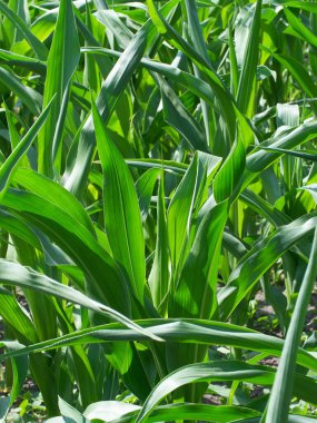 Aşırı büyümüş mısır. Ev bahçesinde mısır sapları.