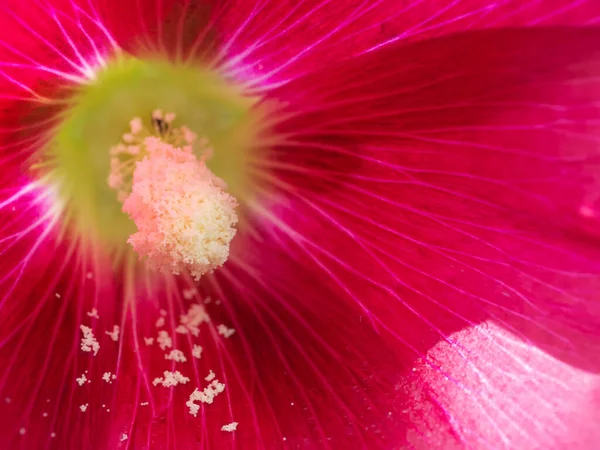 Rosa Malvenblüte Nahaufnahme Blütenpollen Auf Einem Blütenblatt — Stockfoto