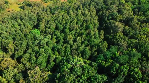 Survolez Cime Des Arbres Forêt Décidue Vue Aérienne Nature — Video