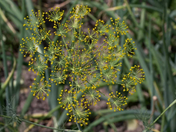 Dill Anethum Graveolens Apiaceae Familyasından Bir Bitki Türü Anethum Cinsindeki — Stok fotoğraf
