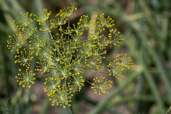 Dill Anethum Graveolens Annual Herb Celery Family Apiaceae Only Species — Stock Photo, Image