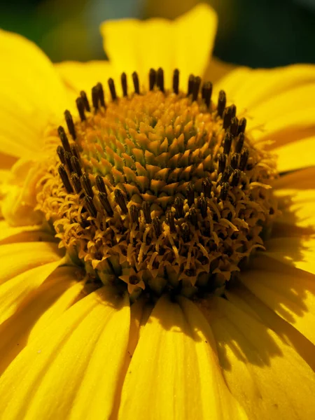 Centre Jaune Une Fleur Gros Plan Bourgeon Fleur Arnica — Photo