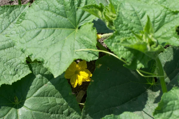 Tallos Pepino Jardín Casero Plantas Cosecha Propia — Foto de Stock