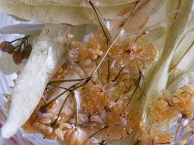 Linden çiçekli çay yaprakları, yakın plan. Linden çiçekleri.