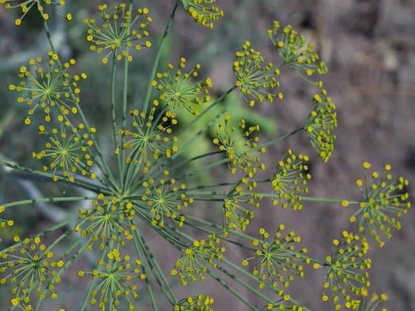 Dill Anethum Graveolens Annual Herb Celery Family Apiaceae Only Species — Stock Photo, Image