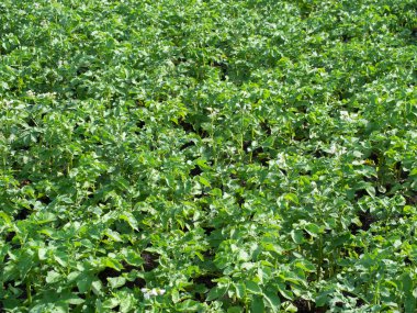 Sebze bahçesindeki patates çalıları. Sebze yatak..