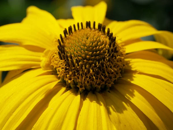 Centre Jaune Une Fleur Gros Plan Bourgeon Fleur Arnica — Photo