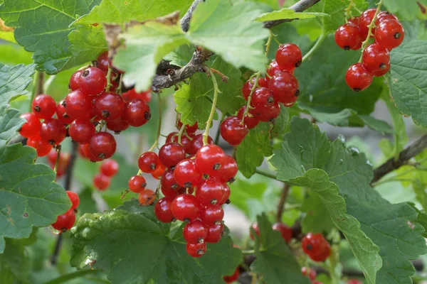 Bunches Red Currants Close Ripe Red Berries — Stock Photo, Image