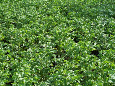 Sebze bahçesindeki patates çalıları. Sebze yatak..