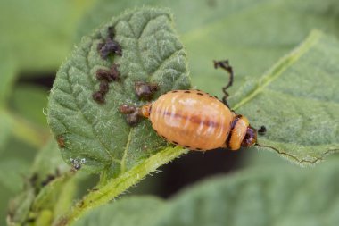 Colorado patates böceği larvası patates yaprağı yer. Böcek pisliği..