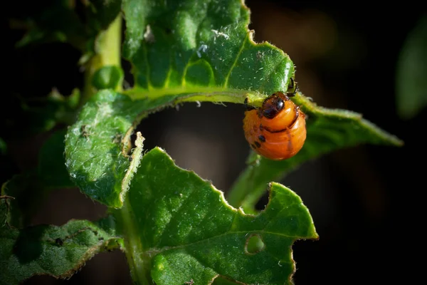 Colorado Potato Beetle Larva Eats Potato Leaf — Stock Photo, Image