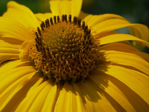 Centre Jaune Une Fleur Gros Plan Bourgeon Fleur Arnica — Photo