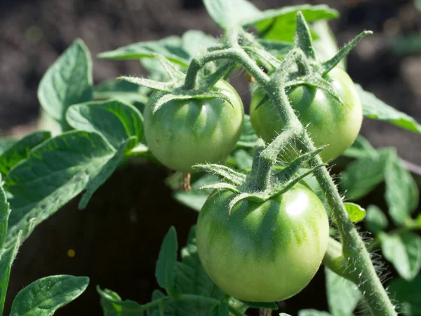 Ein Tomatenbusch Unreife Tomaten Auf Einem Zweig Einer Pflanze Nahaufnahme — Stockfoto