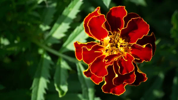 Egy Szál Körömvirág Közelről Makró Fotó Egy Vörös Virágról Tagetes — Stock Fotó