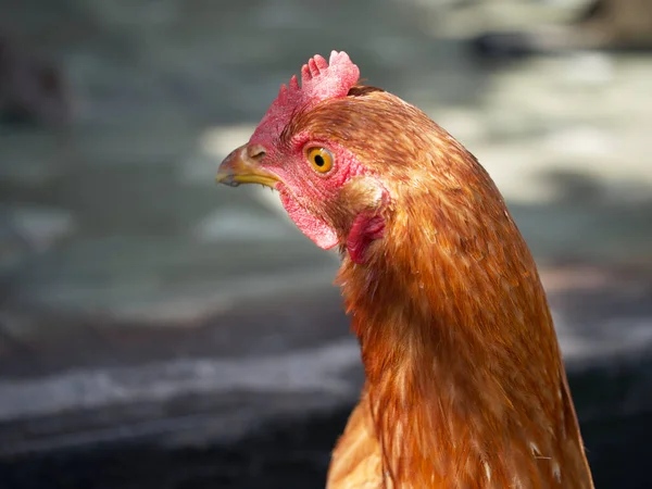 Csirke Portré Oldalnézetben Közelkép Portré Egy Gyönyörű Csirkéről Fésűvel Homályos — Stock Fotó